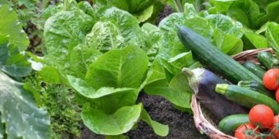 5 Homemade Chemical Free Solutions to Garden Bugs