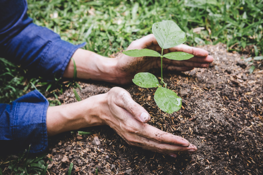 Elderly woman hands planting food
