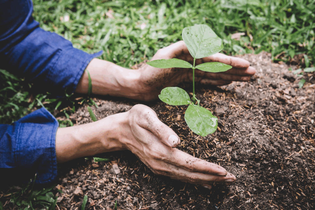 Hands planting food