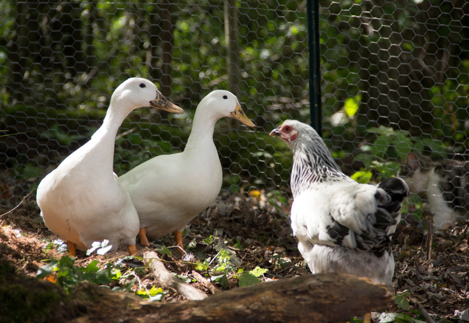2 Ducks and a chicken in the woods