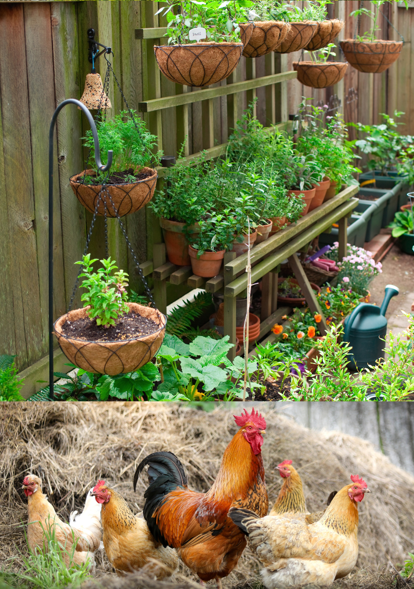 Growing food in containers, Chickens running by