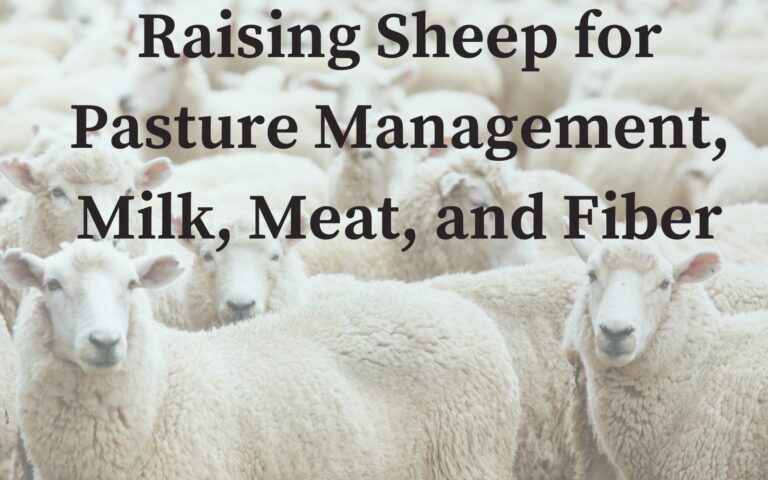 Herd of Sheep, Raising Sheep for pasture management, milk, meat, and fiber