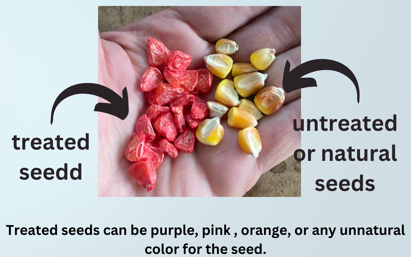 Treated seeds pink corn seeds, normal seeds yellow corn seeds