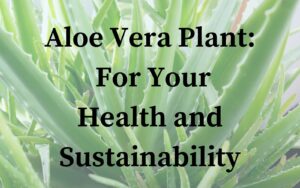 Aloe Vera Plant For Your Health and Sustainability