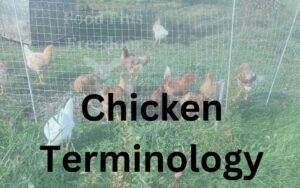 Chicken Terminology