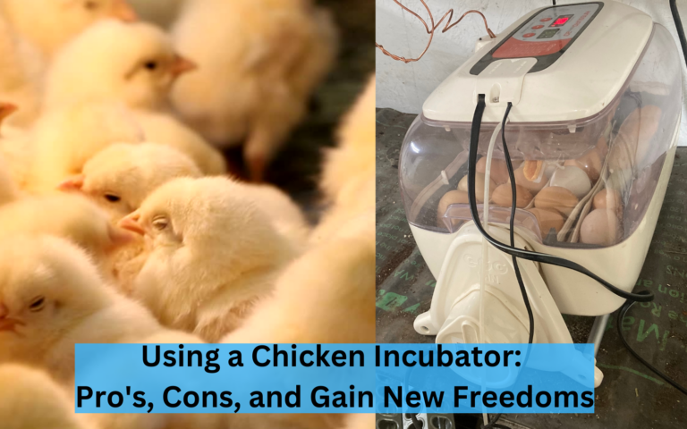 Using a Chicken Incubator: Pro's, Cons, and Gain New Freedoms