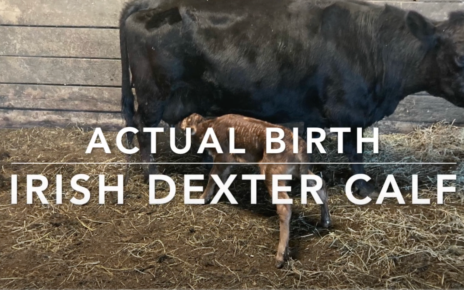 Actual Birth of an Irish Dexter Calf