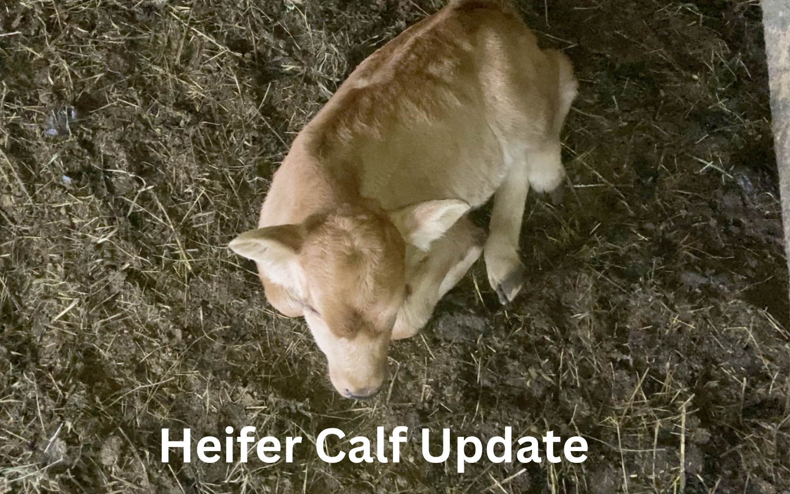 Heifer Calf Update