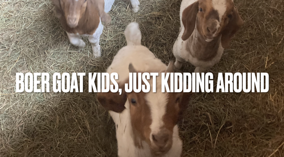 Boer Goat Kids