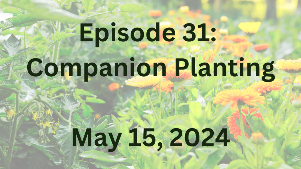 Food plus freedom episode 31 Companion planting.