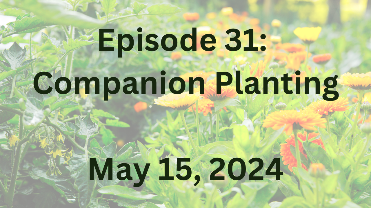 Food plus freedom episode 31 Companion planting.