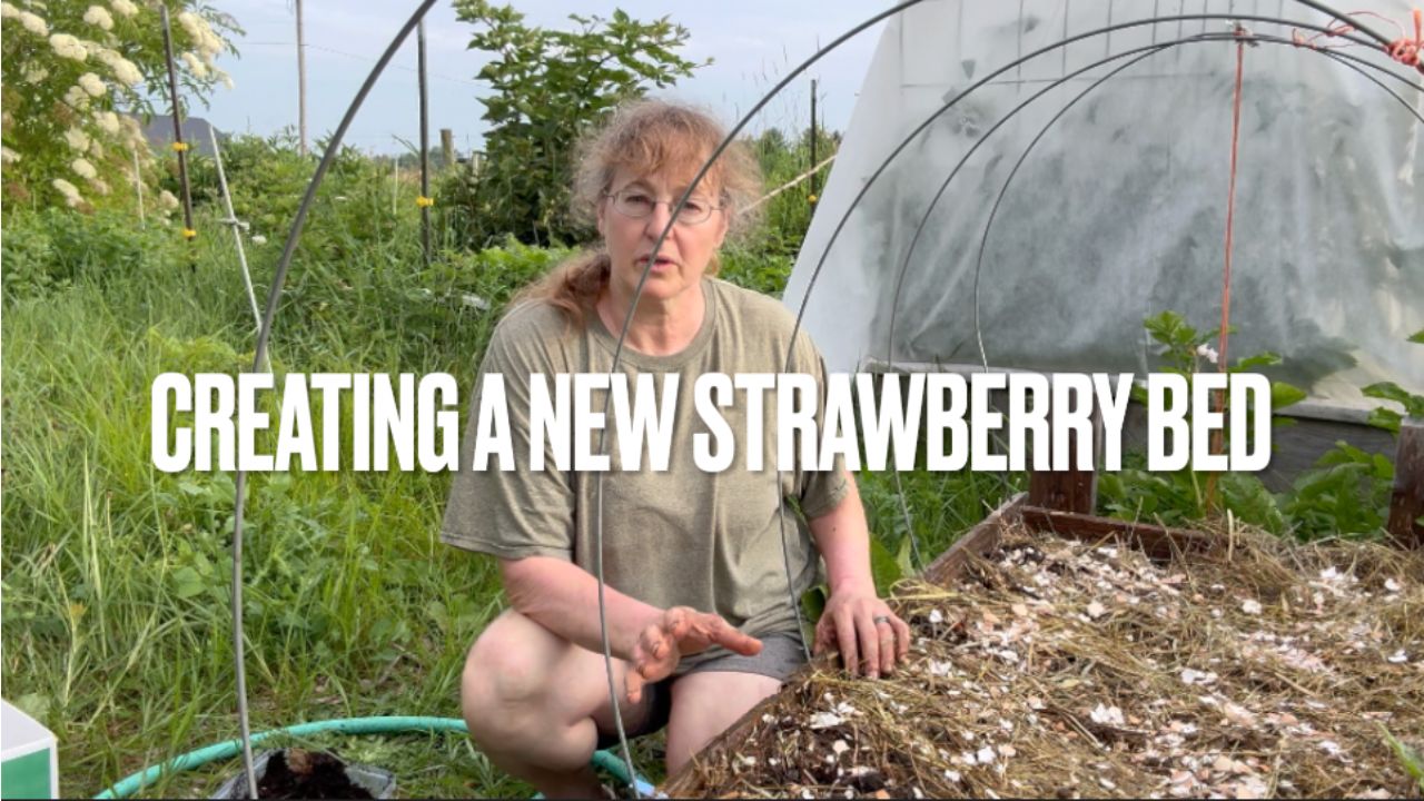 Creating a new strawberry bed