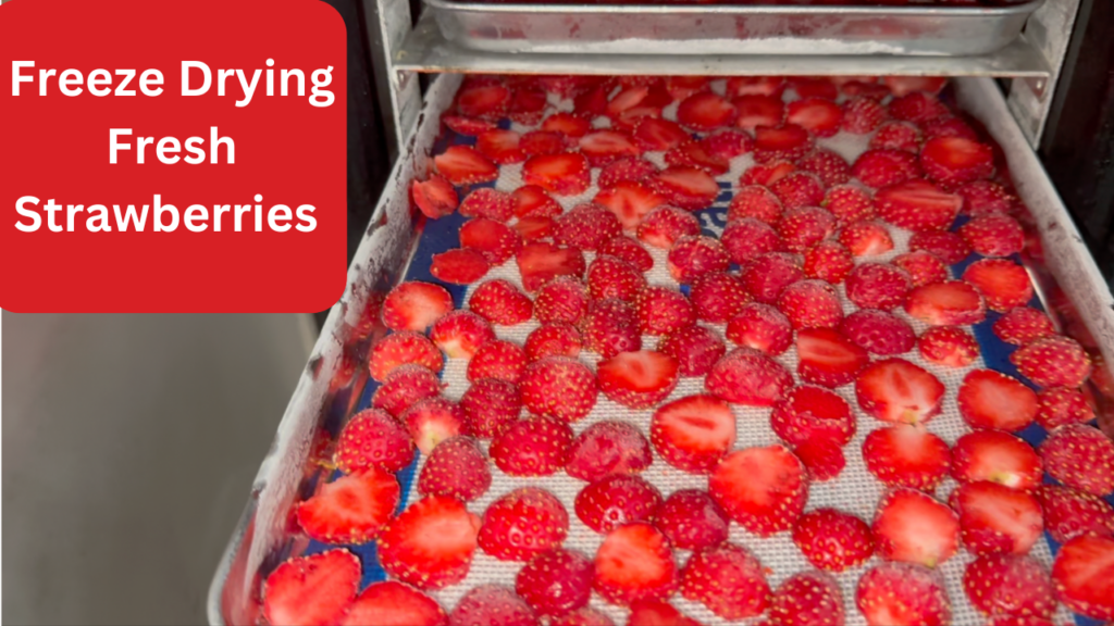 Freeze drying fresh strawberries