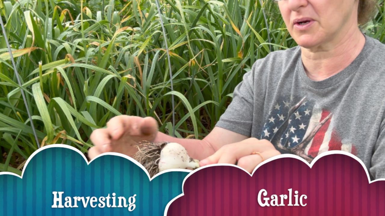 Harvesting Garlic