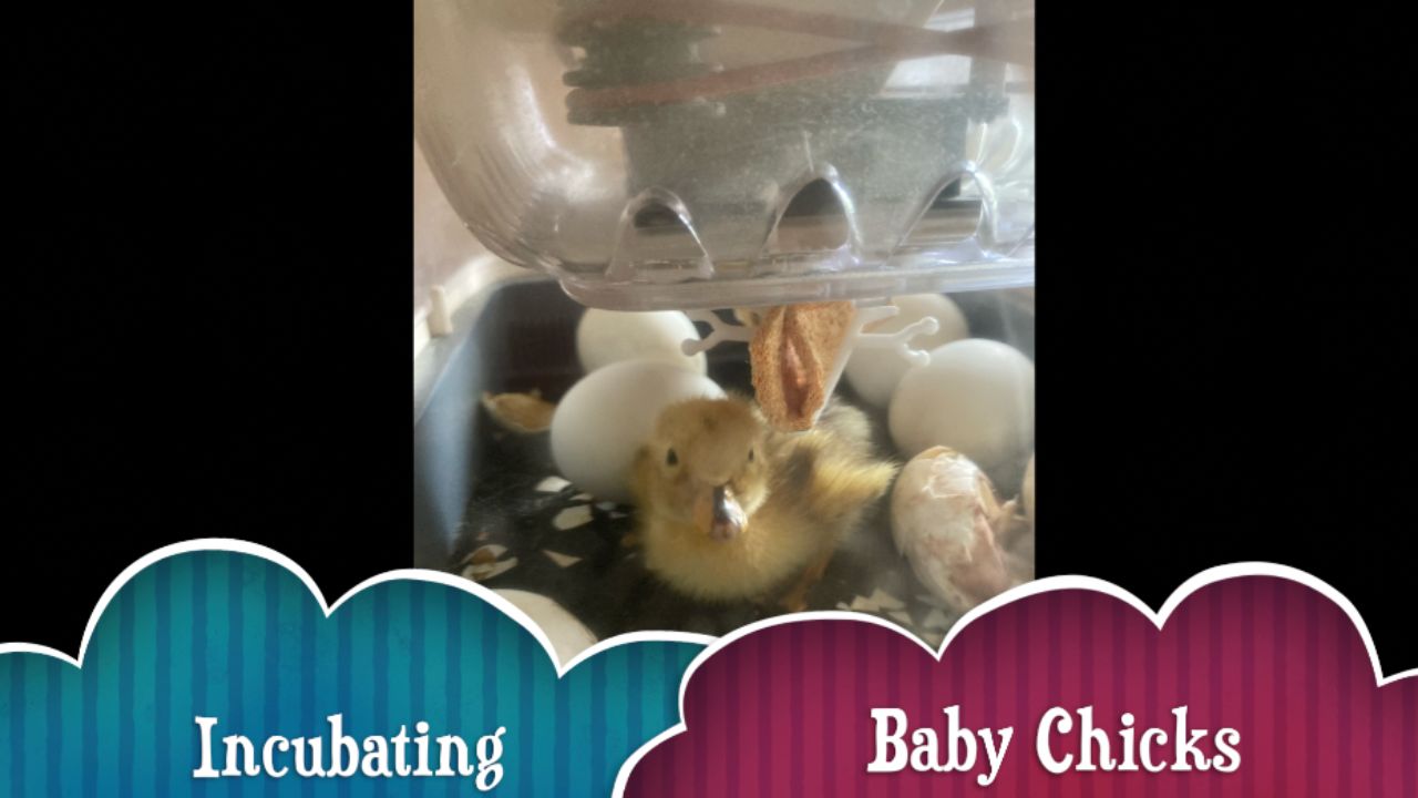 Incubating Baby Chickens