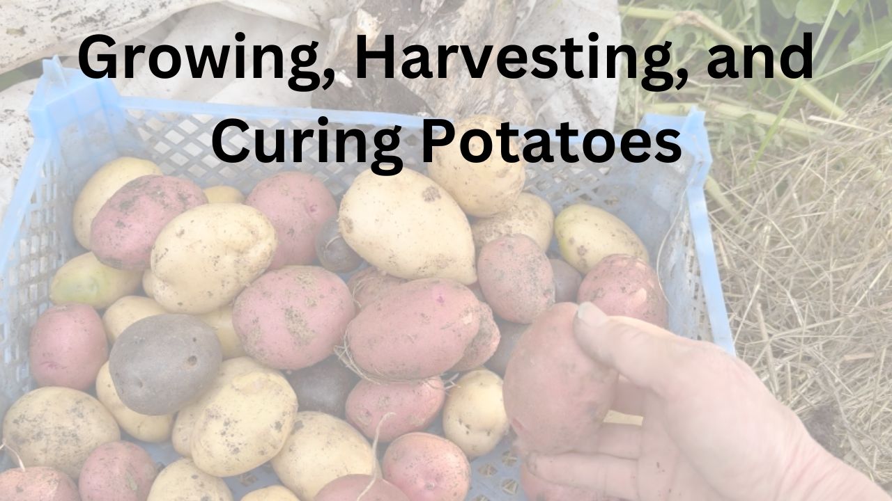 Growing, harvesting, and curing potatoes