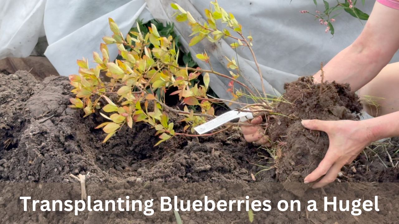 Transplanting Blueberries onto Hugelkulture