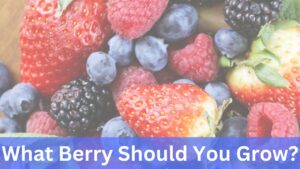 What Berry Should You Grow? Blueberry, blackberry, red raspberry, strawberry