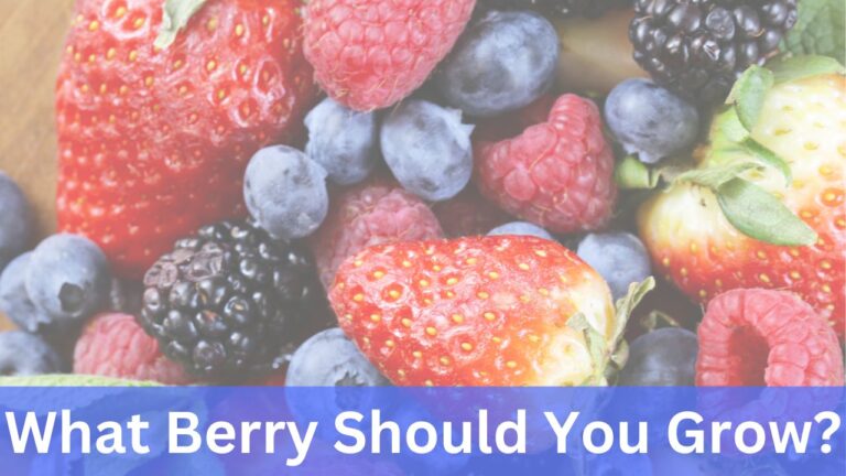 What Berry Should You Grow? Blueberry, blackberry, red raspberry, strawberry