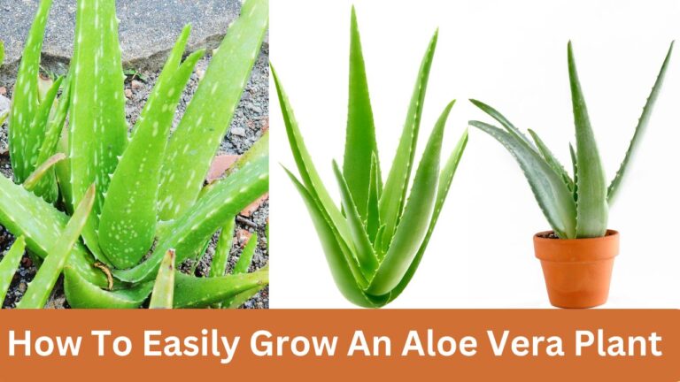 How To Grow Aloe Vera For Health and Sustainability