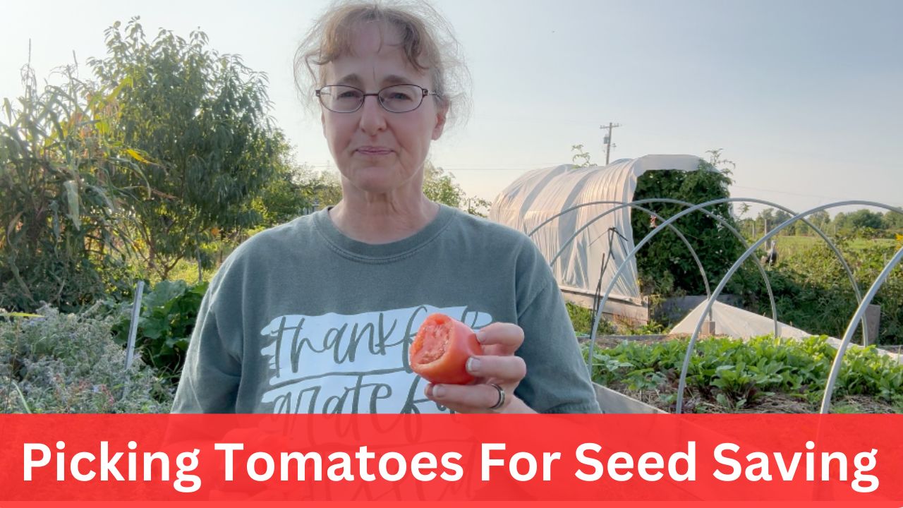 Picking Tomatoes For Seed Saving