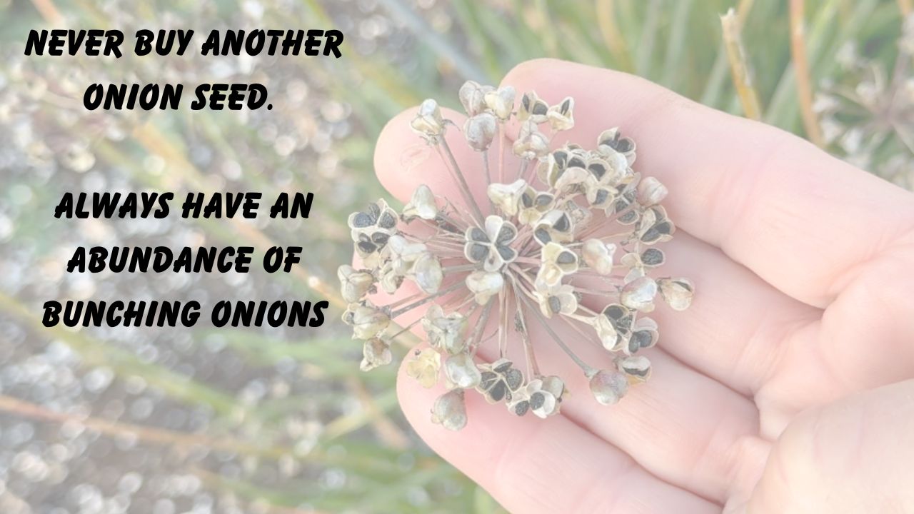 Watch Video Never Buy Another Onion Seed. On Youtube