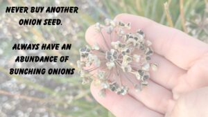 Saving Bunching Onion Seeds