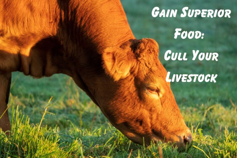 Gain Superior Food: Cull Your Livestock