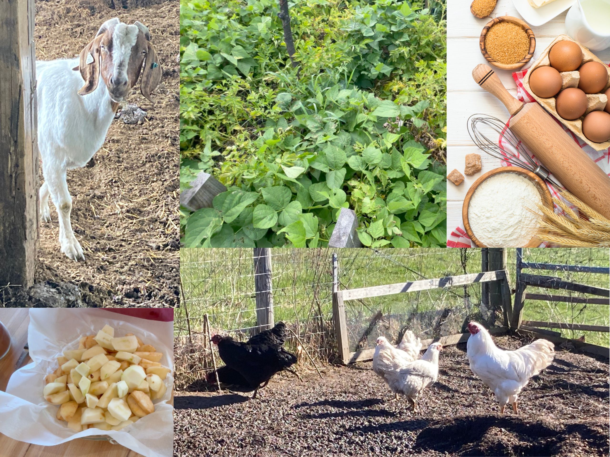 Homesteading, garden, chickens, apples, baking, goats