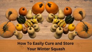 How To Easily Cure and Store Your Winter Squash