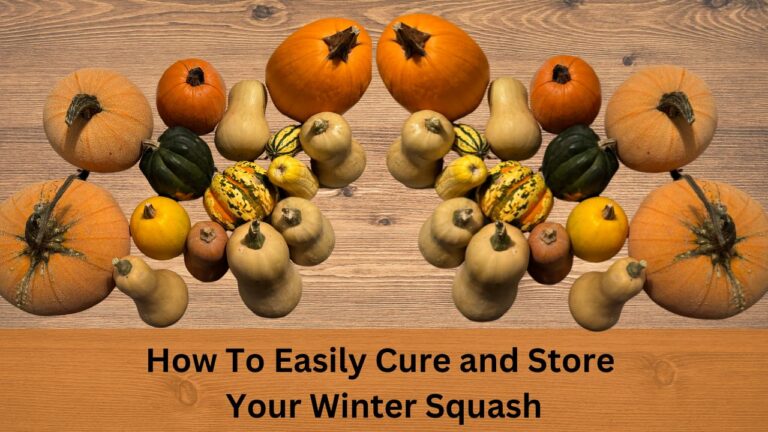 How To Easily Cure and Store Your Winter Squash