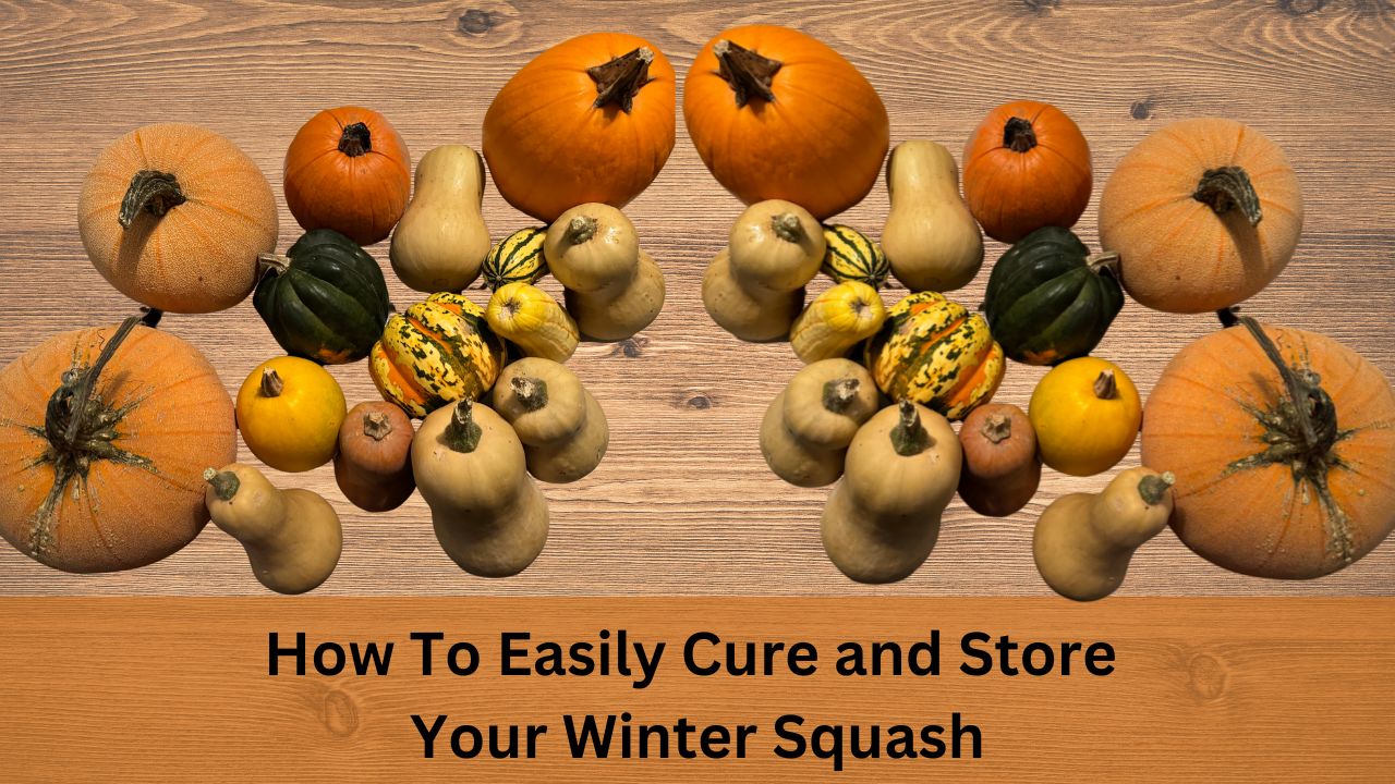 How To Easily Cure and Store Your Winter Squash