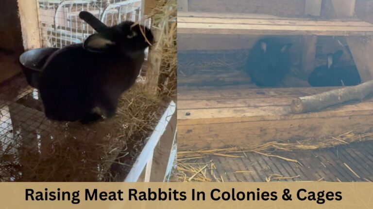 Raising Rabbits In Colonies & Cages