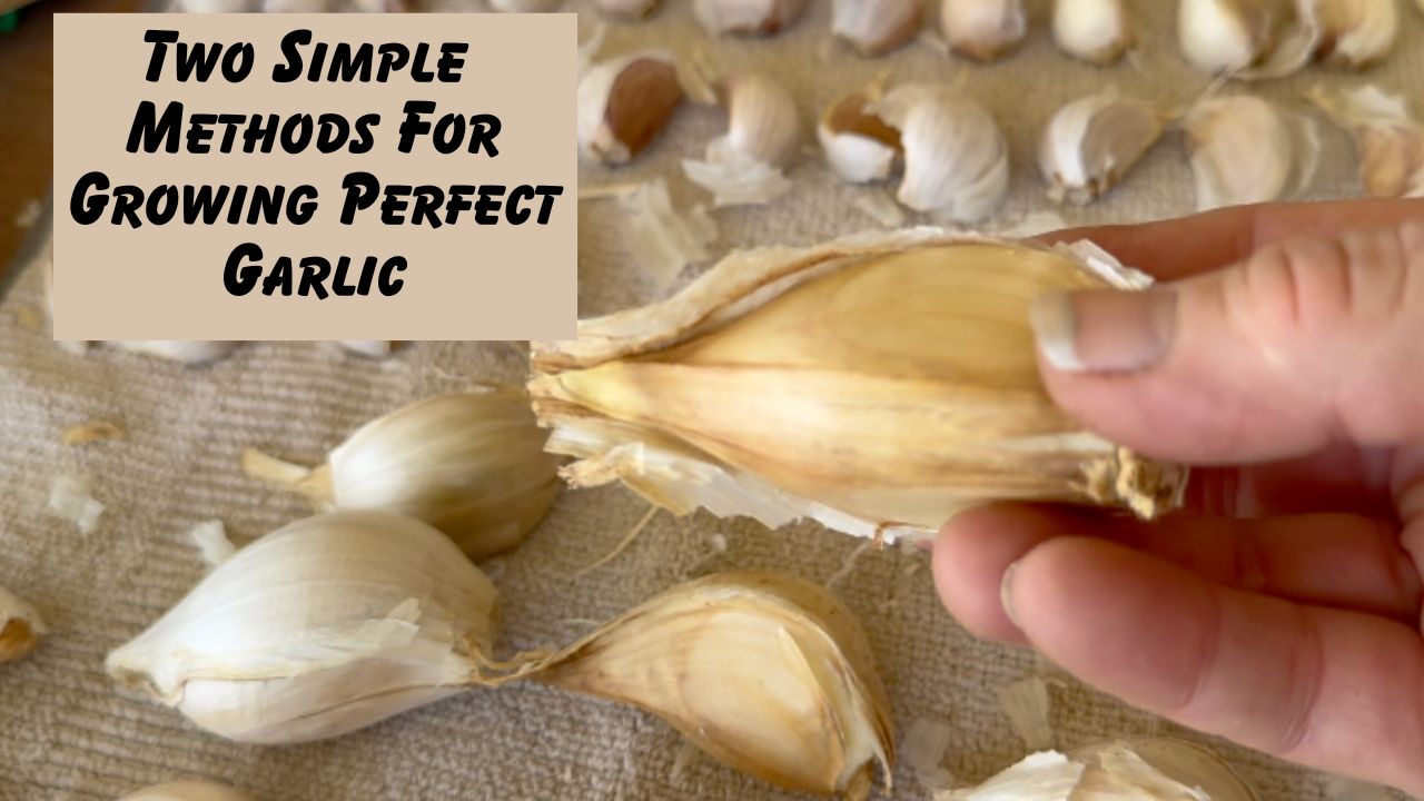 Two Simple Methods For Growing Perfect Garlic