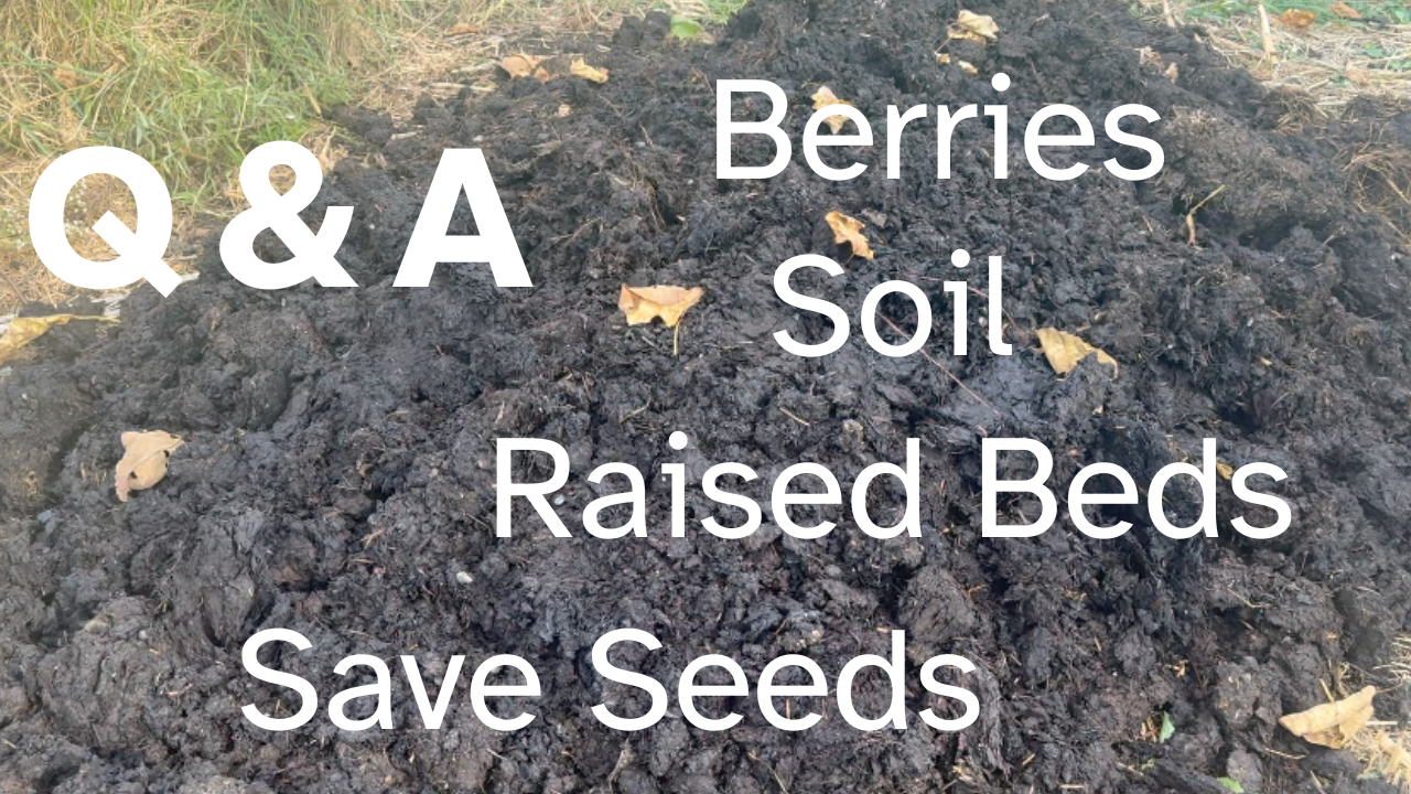 Q & A Soil, Berries, Saving Seeds