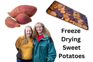 Sweet Potatoe Crop Sorting and Storing