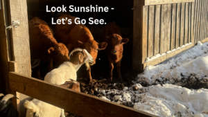 Cows and goats love being outside in the snow.