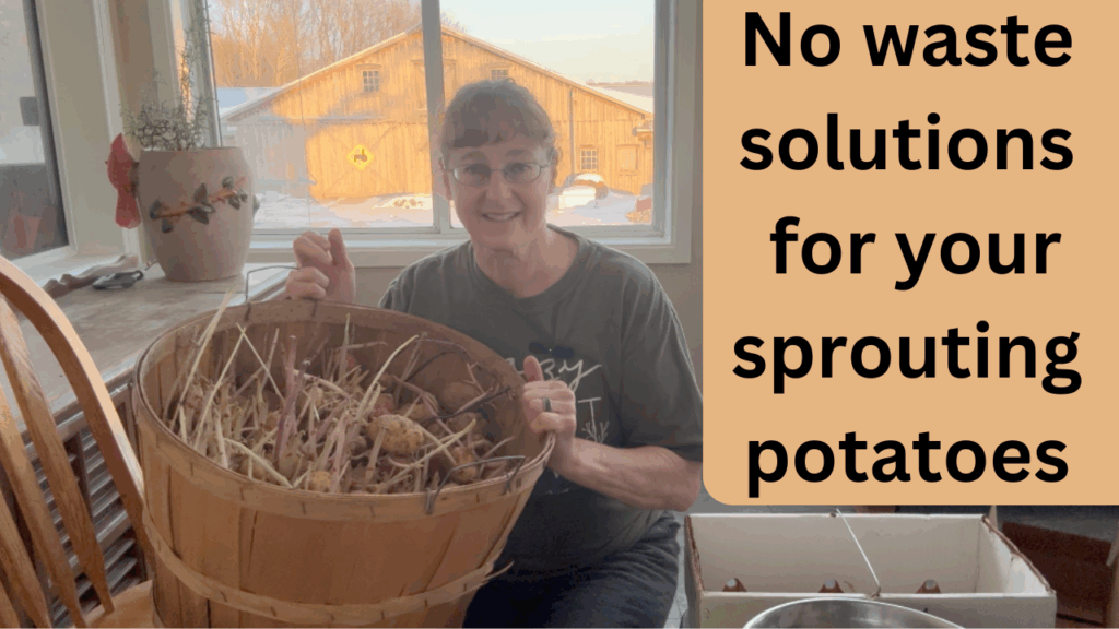 No Waste solutions for sprouting potatoes