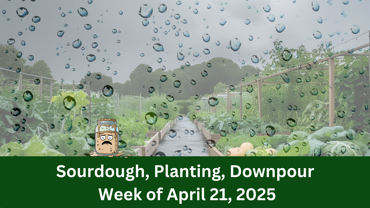 Sourdough, planting, downpour