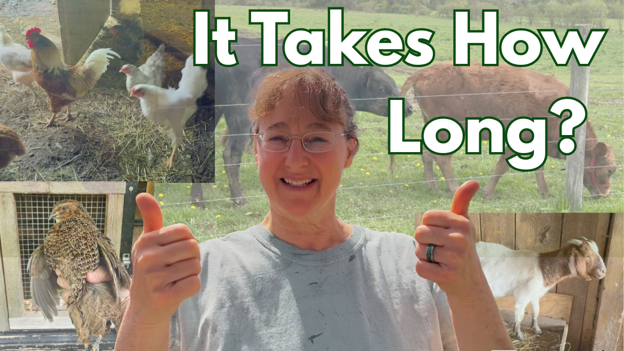 It takes how long to raise meat