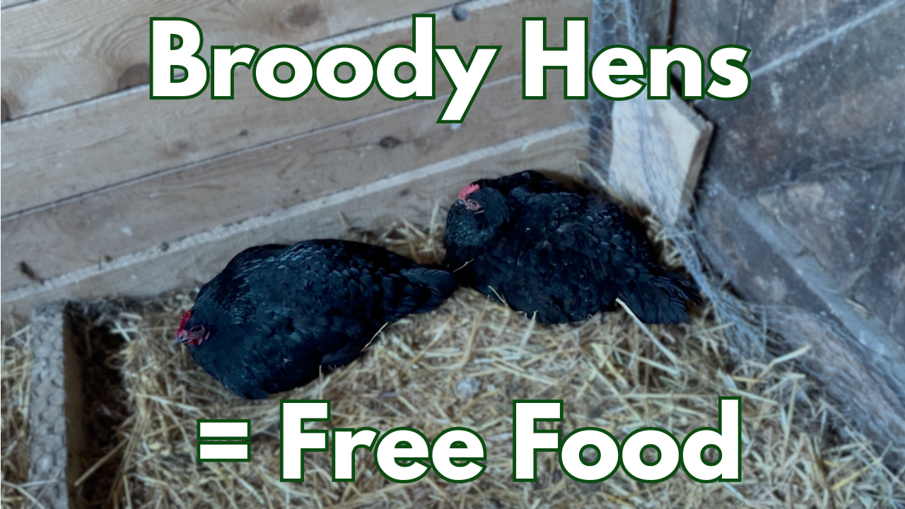 Broody Hen