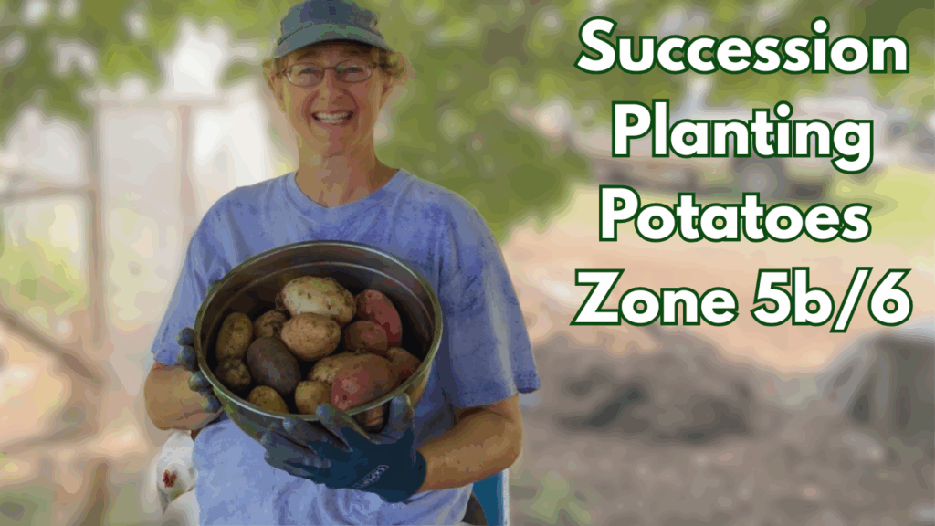 Easy Succession Potato Planting Zone 5b/6: Using Our Greenhouse