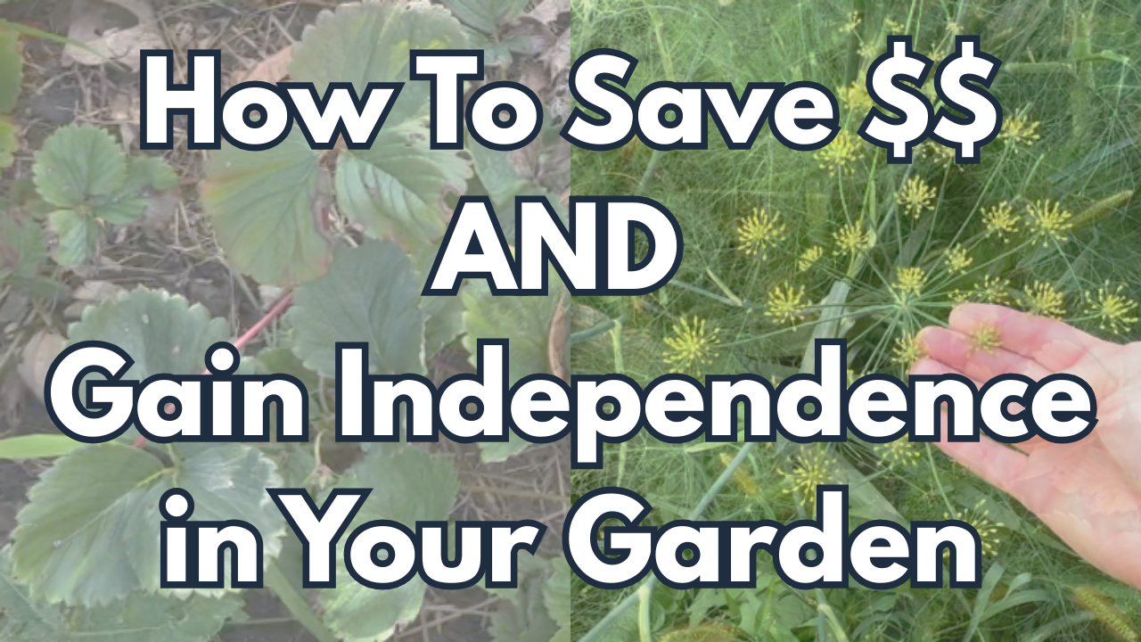 Saving money and gaining independence in your garden