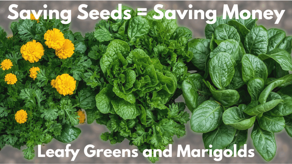 Saving Seeds Equals Saving Money Marigolds and Leafy Greens