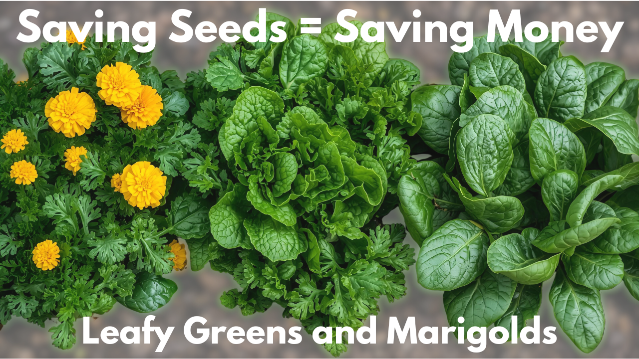 Saving Seeds Equals Saving Money Marigolds and Leafy Greens
